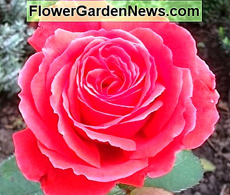 Hybridrose Hybrid rose