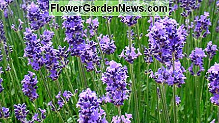 Lavendelblüte Lavender blosom