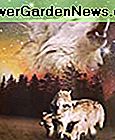 Vilkų šeima Super minkštos poliarinės plunksnos mezginių antklodžių vilkai Dovanų idėja 50x60