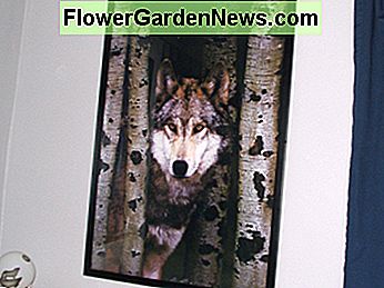 Šis vilkų ir beržų plakatas yra virš stalo. This wolf and birch trees poster is over the desk.
