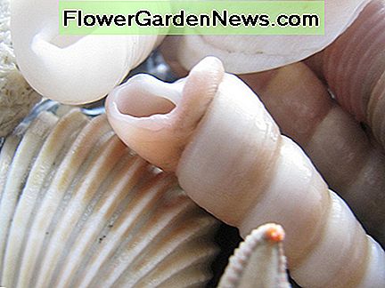 Etwas so einfaches wie Muscheln kann Ihre Küstenfarbpalette inspirieren. Something as simple as sea shells can inspire your coastal color palette.