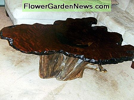 Burl medžio kavos staliukas Burl wood coffee table