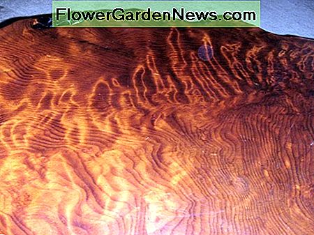 Gražios raudonos spalvos smulkių grūdų pavidalo briauna Closeup of the beautiful redwood burl grain pattern