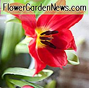 Tulipa Hübsche Frau, Tulpe 'Hübsche Frau', Lily-Flowered Tulpe 'Hübsche Frau', Lily-Blühende Tulpe Pretty Woman ', Lily-Flowered Tulpen, Spring Bulbs, Frühlingsblumen, rote Tulpe, Mitte der späten Jahreszeit Tulpe, Mitte späten Frühling Tulpe