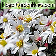 Anemone blanda Weiß Splendor, Grecian Windflower Weiß Splendor, Holz Anemone White Splendor, Anemone 'White Splendor', Anemone 'White Splendor', Grecian Windflower 'White Splendor', Holz Anemone 'White Splendor', Frühlingsblumen, Spring Bulbs