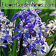 Chionodoxa Blauer Riese, Ruhm des Schnee-blauen Riesen, Chionodoxa forbesii, Chionodoxa Luciliae, Chionodoxa Gigantea, Frühlingsbirnen, frühe Frühlingsblüte, späte Winterblüte