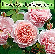 Rose Strawberry Hill, Rosa 'Strawberry Hill', Englische Rose 'Strawberry Hill', David Austin Rosen, Englische Rosen, Rosa Rosen, Strauchrosen, Rosensträucher, Gartenrosen, sehr duftende Rosen, Lieblingsrosen