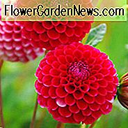 Dahlia 'Little William', 'Little Willem' Dahlia, Dahlia 'Little Willem', 'Little William' Dahlia, Pompon Dahlia 's, Pink Dahlia' s, rode Dahlia 's, Dahlia' s, Dahlia 's, Dahlia Flower, Dahlia Flowers, summer bulbs
