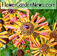 Helenium 'Loysder Wieck', Sneezeweed 'Loysder Wieck', Sneezeweed 'Loysder Wieck', False Sunflower 'Loysder Wieck', Helen's Flower 'Loysder Wieck', Yellow Star 'Loysder Wieck', Helenium Carnival, Sneezeweed Carnival