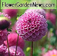 Dahlia 'Jan Van Schaffelaar', 'Jan Van Schaffelaar' Dahlia, Pompon Dahlia's, Paarse Dahlia's, Dahlia-knollen, Dahlia-bollen, Dahlia-bloem, Dahlia-bloemen, zomerbollen