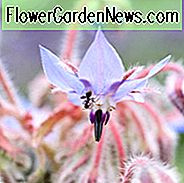 Borago officinalis, Borage, Tankard เย็น, เทลวอร์ท, Tailwort, ดอกไม้สีฟ้า