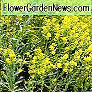 Isatis tinctoria, Dyers Woad, ไม้ยืนต้นที่ทนแล้ง, ดอกไม้ยืนต้นสีเหลือง, Woad, Dyer's Weed