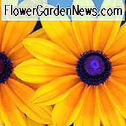 Gloriosa Daisy Indischer Sommer, Rudbeckia Indian Summer, Rudbeckia Hirta Indian Summer, Schwarzäugiger Susan Indian Summer, preisgekrönte, mehrjährige, gelbe Blüten
