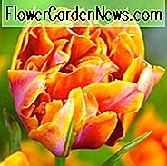 Tulpe 'Willem van Oranje', Tulpe 'Willem van Oranje', Doppelte frühe Tulpe
