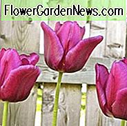 Tulipa Passionale, Tulpe 'Passionale', Triumph Tulpe 'Passionale', Triumph Tulpen, Frühlingszwiebeln, Frühlingsblumen, Tulipe Passionale, Purpur Tulpen, Tulipes Triomphe