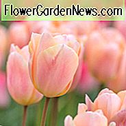 Tulpe 'Aprikose Schönheit', Tulipa 'Aprikose Schönheit, Single frühe Tulpe' Aprikose Schönheit ', einzelne frühe Tulpen, Frühlingszwiebeln, Frühlingsblumen, Aprikose Tulpe
