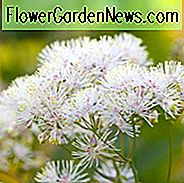 Thalictrum Aquilegiifolium 'Album', Meadow Rue 'Album', Rue 'Album', Französisch Meadow Rue 'Album', Columbine Meadow Rue 'Album', gefiederte Columbine 'Album', spanische Tuft 'Album', Tufted Columbine 'Album', weiß Thalictrum, weiße Blüten, mehrjährige, mehrjährige Pflanze, Stauden