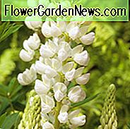 Lupinus 'Galerie White', Lupine 'Gallery White', Lupine 'Gallery White', Gallery Series, Russel Hybriden, Weiße Blumen, Cremeblumen