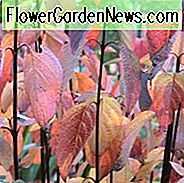 Cornus Alba Kesselringii, Tatarischer Hartriegel 'Kesselringii', Rotbarnhartriegel 'Kesselringii', Weißer Hartriegel 'Kesselringii', Sibirischer Hartriegel 'Kesselringii', Laubgehölze, Laub, Herbstfarbe, Winterfarbe, Purpurrinde, Schwarze Rinde