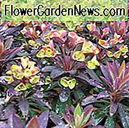 Euphorbia 'Blackbird', Wolfsmilch 'Blackbird', Wolfsmilch 'Nothowlee', Cushion Wolfsmilch 'Blackbird', Euphorbia x Martinii 'Nothowlee', Euphorbia x Martinii Amsel, Amsel Martins Wolfsmilch, Trockenheitstolerante Staude, Hirschresistente Staude, hasenresistente Staude,