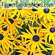 Rudbeckia Fulgida Goldturm informatie, zonne-energie Goldturm informatie, vaste plant in de late zomer, gouden bloemen, gele overblijvende plant, Rudbeckia Goldsturm, prijswinnende vaste plant