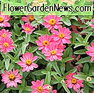 Zinnia Profusion Serie, Zinnia Elegans 'Profusion, Zinnia Angustifolia' Profusion ', Zinnia x Hybride' Profusion ', Trockenheitstolerante Pflanzen, hitzebeständige Pflanzen, feuchtigkeitstolerante Pflanzen, wartungsarme Pflanzen