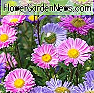Callistephus Chinensis, China Aster, Aster Chinensis, Aster Pompon, Aster Paeony, Einjährige, Einjährige Pflanzen, Jährliche Blumen