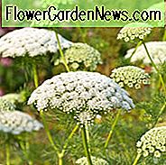 Ammi Visnaga, Zahnstocher Bishop's Weed, Zahnstocher Kerbel, Zahnstocher Pflanze, Visnaga, Khella, Ammi Dilatatum, Apium Visnaga, Carum Visnaga, Daucus Visnaga., Falsche Königin Anne's Lace, Zahnstocher Weed