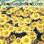Anthemis Tinctoria 'Kelwayii' (Goldener Margerite), Goldener Margerite 'Kelwayii', Goldene Kamille 'Kelwayii', Odeauge Kamille 'Kelwayii', Färber Kamille 'Kelwayii', Dürre tolerant Stauden, gelbe mehrjährige Blüten,