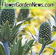 Eryngium Giganteum ', Fräulein Willmott's Ghost, Riesige Stechpalme, Großer Eryngo, Eryngium Oliverianum' Willmott's Ghost ', Trockene Bodenpflanzen, Blaue Blüten, Silberstauden