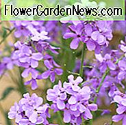 Lunaria Annua, Sąžiningumas, Sidabrinis doleris, Dolerio gamykla, Pinigų gamykla, Moonwort, Lunaria, Lunaria Biennis, Džiovinti gėlės, Bienalės augalas, Purpurinė gėlė, Seed Pod