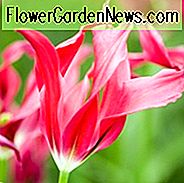 Tulipo