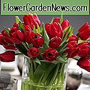 Tulipa Ile de France, Tulpe 'Ile de France', Triumph Tulpe 'Ile de France', Triumph Tulips, Frühlings-Birnen, Frühlings-Blumen, Tulipe Ile de France, rote Tulpen, Tulpen Triomphe, mittlere Frühlingstulpen