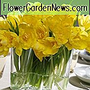 Tulipa Monte Carlo, Tulpe Monte Carlo, Tulipe Monte Carlo, Doppelter Früh Tulpe 'Monte Carlo', Doppelte frühe Tulpen, Frühlingszwiebeln, Frühlingsblumen, Gelbe Tulpen