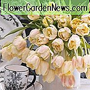 Tulipa 'Montreux', Tulpe 'Montreux', doppelte frühe Tulpe 'Montreux', doppelte frühe Tulpen, Frühlings-Birnen, Frühlings-Blumen, Tulipe Verona, doppelte weiße Tulpe, weiße Tulpe, doppelte gelbe Tulpe, gelbe Tulpe