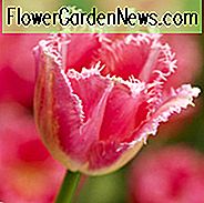 Tulipa Fancy Frills, Tulpe 'Fancy Frills', Fransen Tulip 'Fancy Frills', Fransen Tulpen, Frühlingszwiebeln, Frühlingsblumen, Tulipe Fancy Frills, rosa Tulpen, Tulpen Dentelle