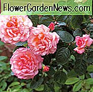 Rose 'Compassion', Rosa 'Compassion', Rambling Rose 'Compassion', Kletterrose 'Compassion', Rambler Roses, Kletterrosen, rosa Rosen, sehr duftende Rosen, Strauchrosen, Rosensträucher, Gartenrosen