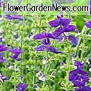Salvia Horminum 'Blauer Montag', Jährlicher Salbei 'Blauer Montag', Salvia Viridis 'Blauer Montag', Jahreskalender 'Blauer Montag'