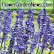 Salvia Farinacea Victoria Blue Informationen, Victoria Blue Mealycup Salbei Informationen, Mealy Tasse Salbei Victoria Blue Informationen, Salvia Farinacea Victoria, Salvia Victoria