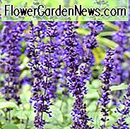 Salvia Mystic Spires, Mystic Spires Blau Salbei, Mystic Spires Salvia, Blau mehrjährig, Salvia longispicata X farinacea