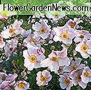 Anemone September Charm, Anemone × Hybrida September Charm, Japansk Anemone September Charm, WindflowerSeptember Sjarm, Sen sommer flerårig, Pink Anemone, Anemone hupensis var. japonica 'september sjarm'