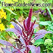 Amaranthus cruentus 'Velvet Curtains', Lilla Amaranth 'Velvet Curtains', Røde Amaranth 'Velvet Curtains', Prince's Feather 'Velvet Gardiner', Meksikanske Grain Amaranth 'Velvet Curtain', Røde Blomster, Lilla Blomster