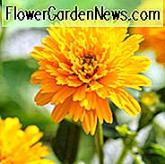 Heliopsis Helianthoides 'Asahi', Falsche Sonnenblume 'Asahi', Sonnenblume Heliopsis 'Asahi', Oxeye Sonnenblume 'Asahi', Heliopsis Asahi