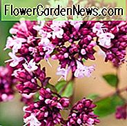 Oregano 'Rosenkuppel', Zierorango 'Rosenkuppel', Wilder Majoran 'Rosenkuppel', Englischer Majoran 'Rosenkuppe', Pot Majoran 'Rosenkuppe', Winterblüte 'Rosenkuppe'