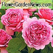 Rose 'Prinzessin Alexandra von Kent', Rosa 'Prinzessin Alexandra von Kent', englische Rose 'Prinzessin Alexandra von Kent', David Austin Rose, englische Rosen, Strauchrosen, rosa Rosen, Containerrosen