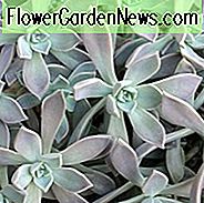 Graptopetalum paraguayense, Geisterpflanze, Perlmuttpflanze, Gray Echeveria, Grey Succulent,