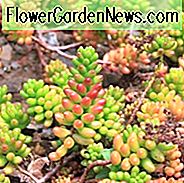 Sedum × rubrotinctum, Jellybean Plant, Weihnachts-Beifall, Schweinefleisch und Bohnen, Yellow Sedum, Red Sedum, Sukkulenten, AGM Sedum