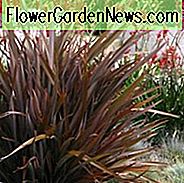Phormium 'Amazing Red', Neuseeland Flachs 'Amazing Red', Flachs Lilie 'Amazing Red', Schwarz Phormium, Flachs Bush 'Amazing Red', Neuseeland Hanf 'Amazing Red', Küsten Flachs 'Amazing Red', Red Phormium, Purple Phormium