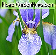 Iris sibirica 'Perry's Blue' wachsende Informationen, Sibirische Iris 'Perry's Blue', Sibirische Flagge 'Perry's Blue', Blaue Blumen, Blumen für nasse Böden, Pflanzen für nasse Böden