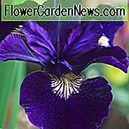 Iris Sibirica 'Shirley Pope' wachsende Informationen, sibirische Iris 'Shirley Pope', sibirische Flagge 'Shirley Pope', blaue Blumen, Blumen für nasse Böden, Pflanzen für nasse Böden